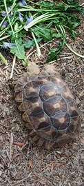 Tartaruga Sulcata femmina