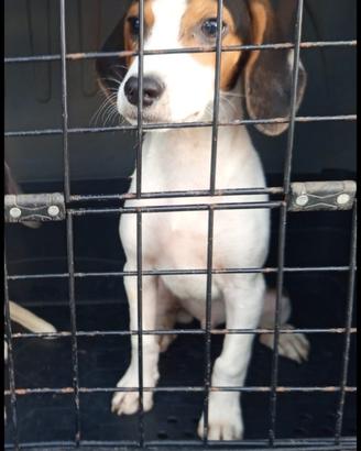 Cani da caccia