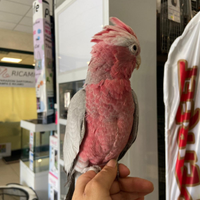 Cacatua roseicapilla