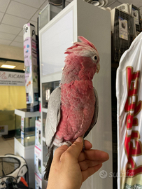 Cacatua roseicapilla