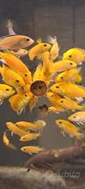 Ciclidi Labidochromis Caeureules kakusa