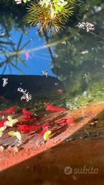 Neocaridina davidi cherry red allevata in laghetto