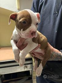 American Pitbull terrier ukc