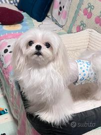 Maltese maschio disponibile
