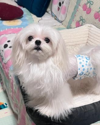 Maltese maschio disponibile