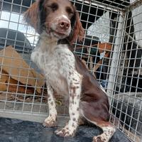 Springer incrocio breton