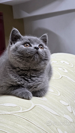 British shorthair blue