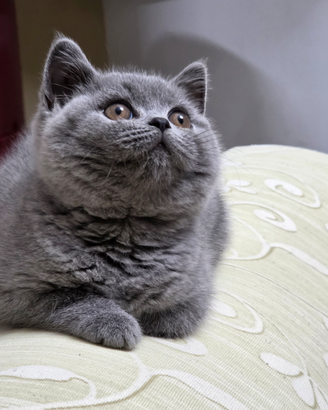 British shorthair blue