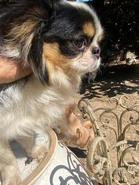 Meraviglioso Chihuahua adulto con pedigree Enci