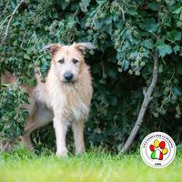 SIRIO sei un cane meraviglioso