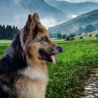 Fidanzata per Mix pastore del Lagorai