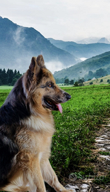 Fidanzata per Mix pastore del Lagorai