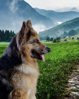 Fidanzata per Mix pastore del Lagorai