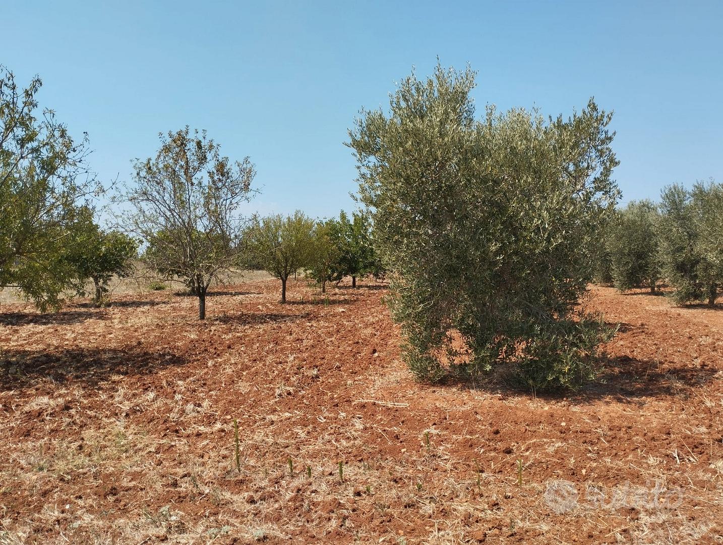 Terreno agricolo a Casarano - 12.000 mq - Vista 2
