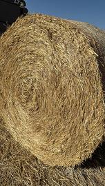 Paglia e foraggio in rotopresse