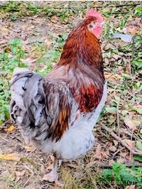 Gallo Orpington/Australorp