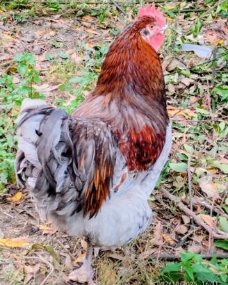 Gallo Orpington/Australorp