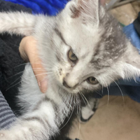 Gattino grigio bianco