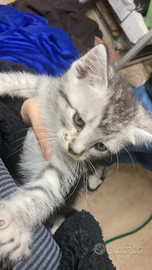 Gattino grigio bianco