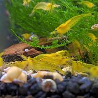 Lotto 10x Neocaridine Davidi "Yellow Neon"