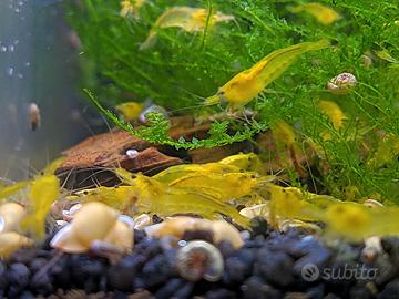 Lotto 10x Neocaridine Davidi "Yellow Neon"