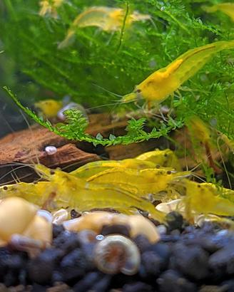 Lotto 10x Neocaridine Davidi "Yellow Neon"