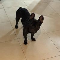 Bulldog francese per monta