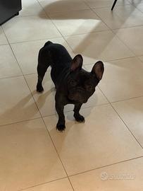 Bulldog francese per monta