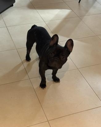 Bulldog francese per monta