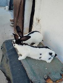 Maschi papillon