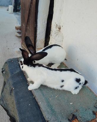 Maschi papillon