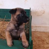 Cucciolo di cane