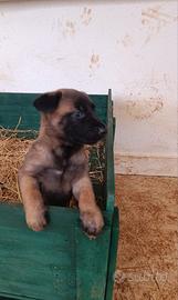 Cucciolo di cane