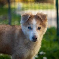Cuccioli Border collie mix Husky