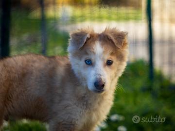 Cuccioli Border collie mix Husky