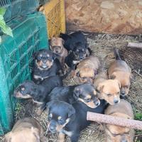 Cuccioli metà Rottweiler