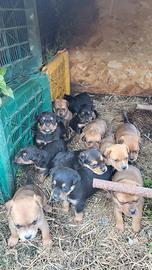 Cuccioli metà Rottweiler