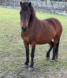 Cavallina