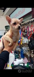 Cucciolo chihuahua maschio 3 mesi
