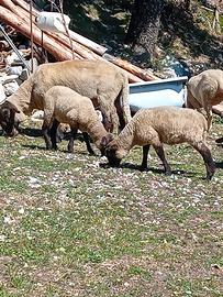 agnelle suffolk 