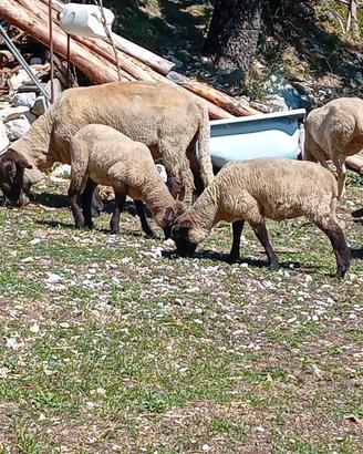 agnelle suffolk 
