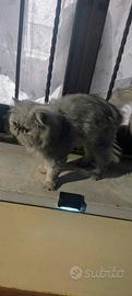 Gatto persiano per la monta