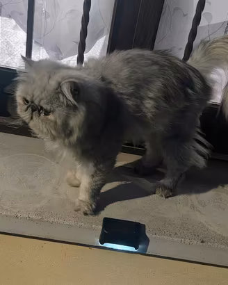 Gatto persiano per la monta