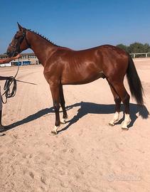 Puledro S.I 2 anni e 8 mesi