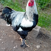 Gallo brahma