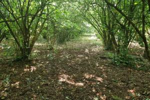Terreno agricolo Barbarano Romano