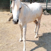 Cavallo arabo di 3 anni bianco