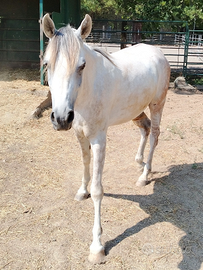 Cavallo arabo di 3 anni bianco