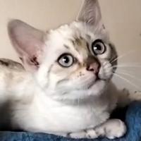 Gatto bengala femmina