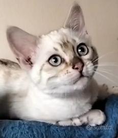 Gatto bengala femmina